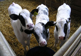 Beef Calves