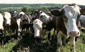 Manor Farm Beef Cattle 