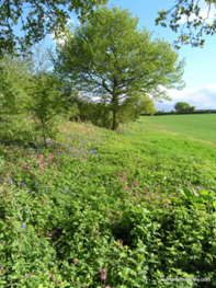 countryside image montage