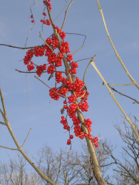 countryside image montage