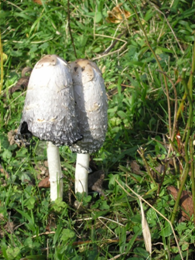 countryside image montage