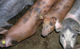 Manor Farm Pigs