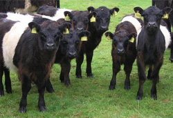 Belted Galloway