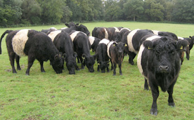 Manor Farm Belted Galloways